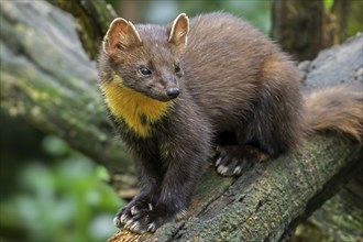 European pine marten (Martes martes) on tree trunk in forest