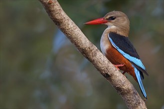 Grey-headed Kingfisher, Grey-headed Kingfisher, Tendaba camp Tendaba photo hid, Kwinella, South