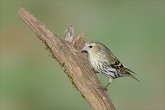 Eurasian siskin (Carduelis spinus), female sitting on a branch overgrown with moss, Wilnsdorf,