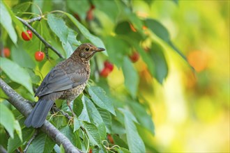 Blackbird (Turdus merula), one, individual, biotope, habitat, perch, garden, Neuhofen,