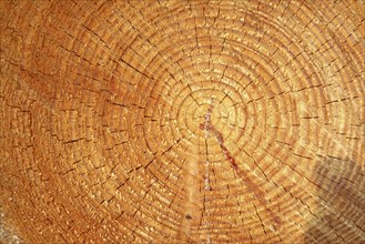 Interface of sawn-through tree trunk with clearly visible annual rings, Germany, Europe