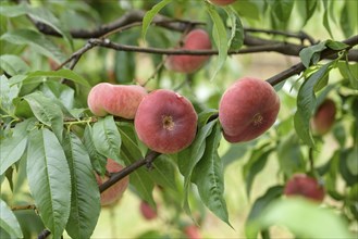 Plate peach (Prunus persica 'Ufo 3'), tree and vine nursery Schreiber KG, Poysdorf, Lower Austria,