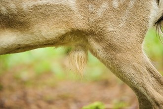 European fallow deer (Dama dama) back, fur, feet, detail, Bavaria, Germany, Europe