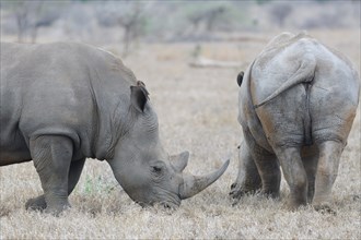 Southern white rhinoceroses (Ceratotherium simum simum), two adult males feeding on dry grass, with