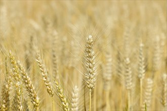 Detailed view of ripe triticale ears on a triticale field, cross between rye and wheat, forage,