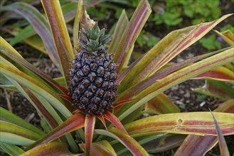 Pineapple plant with ripe fruit, surrounded by long, colourful leaves in a natural environment,