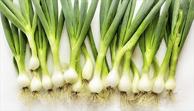 Vegetable, spring onion or spring onion, also known as winter onion, Allium fistulosum