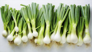 Vegetable, spring onion or spring onion, also known as winter onion, Allium fistulosum