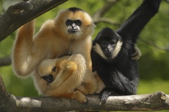 Northern white-cheeked gibbon (Nomascus leucogenys), male and female with young, captive, occurring