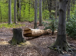 Felled tree in Berlin Tiergarten Park, Berlin, Germany, Europe