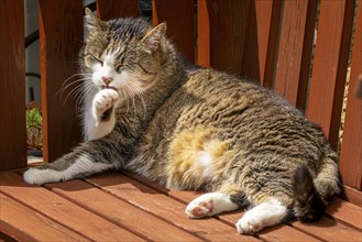 Felidae (Felis catus) lying relaxed on a wooden bench and cleaning itself in the sunlight, Ternitz,