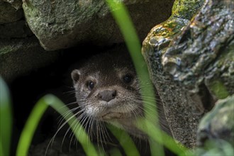 Curious Eurasian otter, European river otter (Lutra lutra) close-up portrait among rocks along