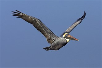 Brown pelican (Pelecanus occidentalis), Brown Pelican, aerial view, Little Estero Lagoon, Ft. Myers