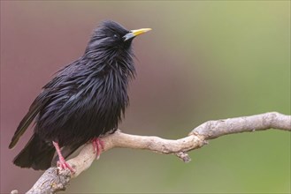 Unicoloured Starling, Spotless Starling, Sturnus unicolor, Etourneau unicolore, Estornino Negro,