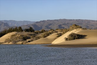 Nature reserve Dunes of Maspalomas, small lagoon La Charca de Maspalomas and sand dunes in the