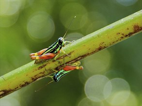 Two Common Green Grasshoppers (Taeniophora femorata), grasshoppers, sitting on a green branch in