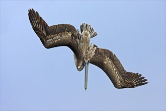 Brown pelican (Pelecanus occidentalis), Brown Pelican, aerial view, Honeymoon Island Causeway,