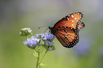 Monarch butterfly (Danaus plexippus), adult, on flower, foraging, Sonora Desert, Arizona, North