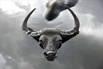 A buffalo cools off in a pond, at Kayakuchi village in Barpeta district of Assam in India on July