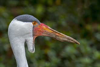 Close up portrait of wattled crane (Bugeranus carunculatus) (Grus carunculata) native to Africa