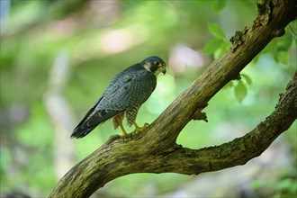 Peregrine Falcon (Falco peregrinus), adult sitting on branch in forest, Bohemian Forest, Czech