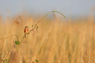 Blood Linnet (Linaria cannabina), overview picture in the biotope, animal on a reed stalk, Peene