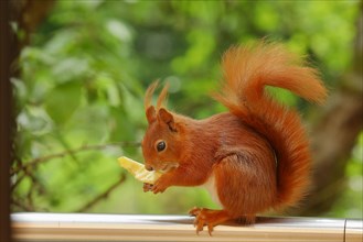 Eurasian red squirrel (Sciurus vulgaris), sitting on balcony railing and eating a piece of apple,