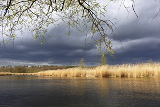 Willow tree with reeds, clouds, Peene Valley River Landscape nature park Park, Mecklenburg-Western