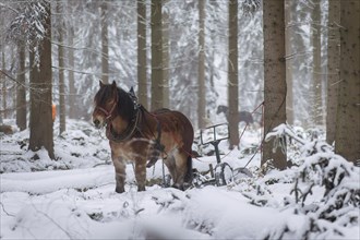 Winter in the Ore Mountains