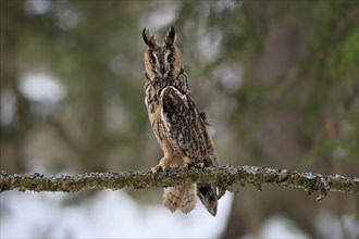 Long-eared owl (Asio otus), adult, perch, winter, snow, alert, Bohemian Forest, Czech Republic,