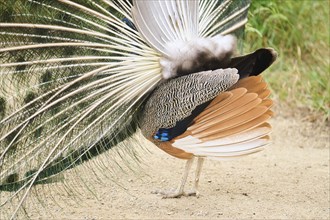 Indian peafowl (Pavo cristatus) spread one's tail (feathers) on the ground, Spain, Europe