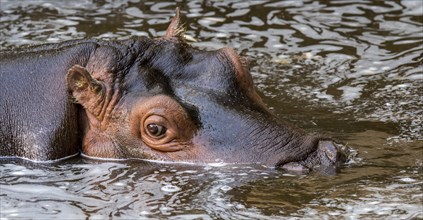 Close-up of cute young common hippopotamus, hippo (Hippopotamus amphibius) calf resting in water of