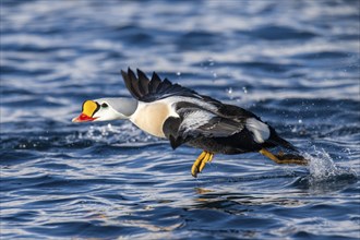 King eider (Somateria spectabilis), male in flight, winter, Batsfjord, Batsfjord, Varanger