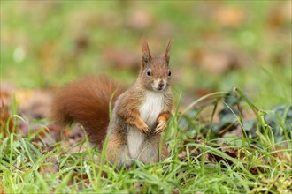 Eurasian red squirrel (Sciurus vulgaris) in a meadow, wildlife, Germany, Europe