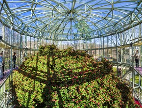 Pillnitz camellia in bloom