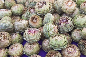 Colorful freshly picked selection of organic artichokes on display at the farmers market