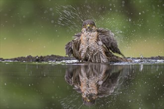 Sparrowhawk (Accipiter nisus) male, bird of prey, bathing at a watering trough, sitting in the