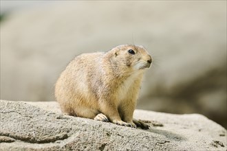 Black-tailed prairie dog (Cynomys ludovicianus) sitting on a rock, captive, distribution north