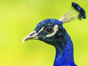 Portrait of Male Indian Peafowl (Pavo cristatus)