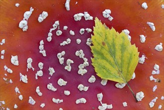 Fallen downy birch, European white birch leaf showing autumn colours resting on cap of fly agaric