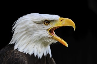 Bald Eagle (Haliaeetus leucocephalus), portrait, North America