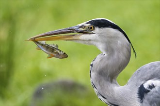 Grey heron (Ardea cinerea) with captured european perch (Perca fluviatilis), Hesse, Germany, Europe