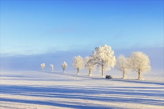 Frosty tree lined road with a car in a beautiful snowy winter landscape