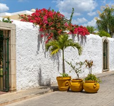 Red flowers Plumeria frangipani plant growing over whitewashed wall, Calzado Calle de los Frailes,