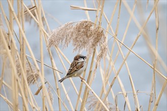 House sparrow (Passer domesticus) sitting on a reed, Bavaria, Germany Europe