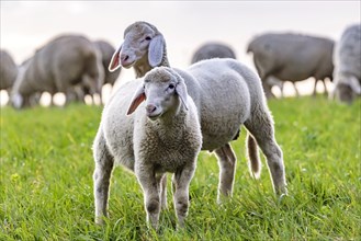 Flock of sheep, landscape on the Swabian Alb with sheep and lamb, Nerenstetten, Baden-Württemberg,