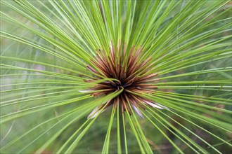 True papyrus sedge (Cyperus papyrus), Madeira, Portugal, Europe