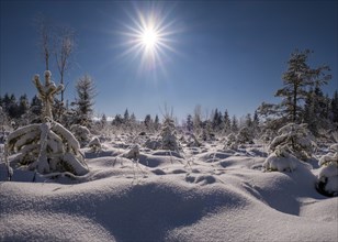 Winter landscape, snow, trees, conifer, sun, sun star, Christmas, landscape, Kirchsee, Bavaria,