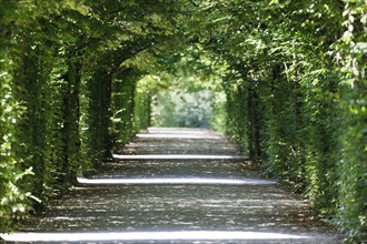 Arbour made of european hornbeam (Carpinus betulus), Eremitage, historical park, landscape park,