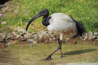 African sacred ibis (Threskiornis aethiopicus) or Pharaoh's Ibis, France, Europe